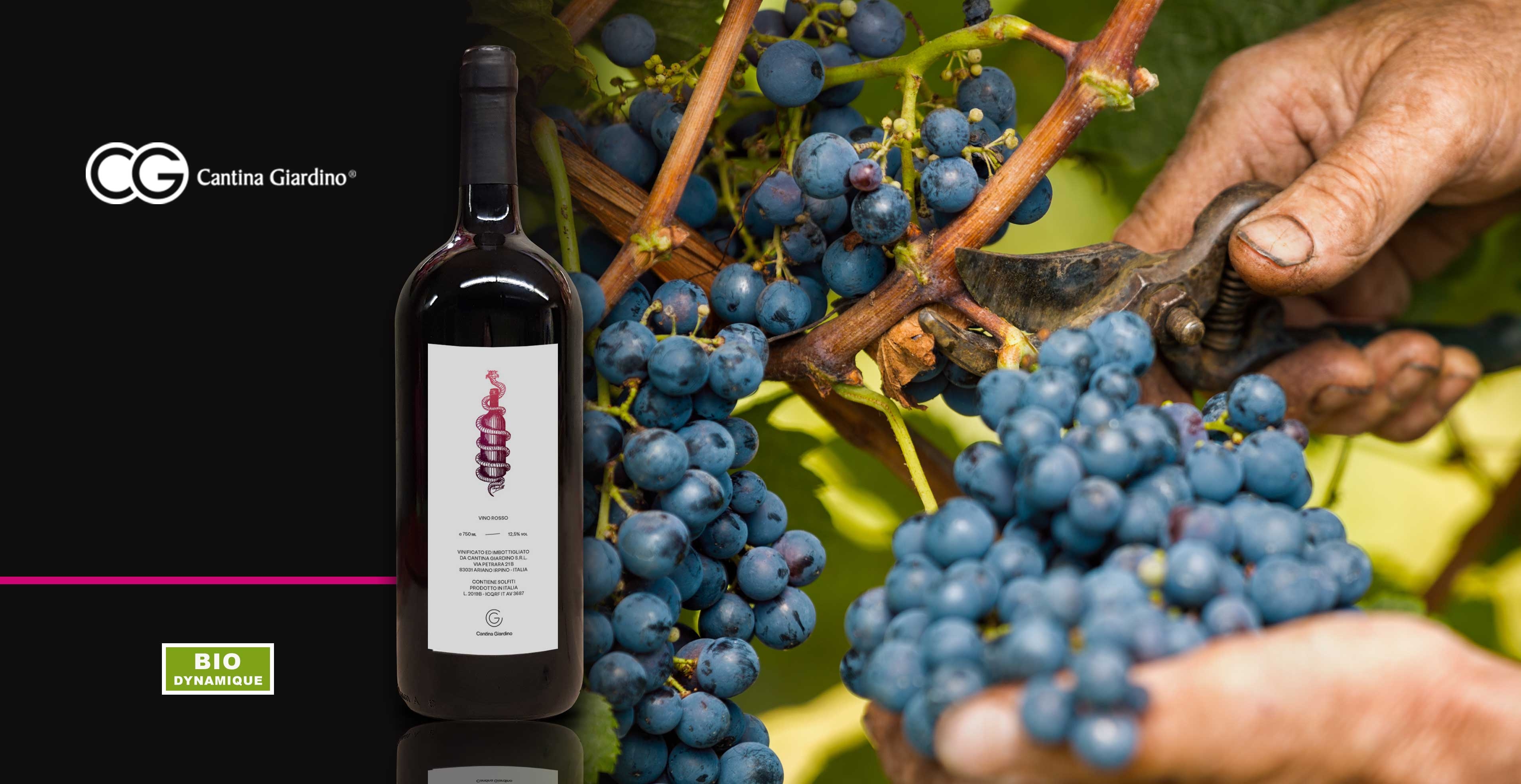 Vin rouge - Cantina Giardino - Magnum Anfora