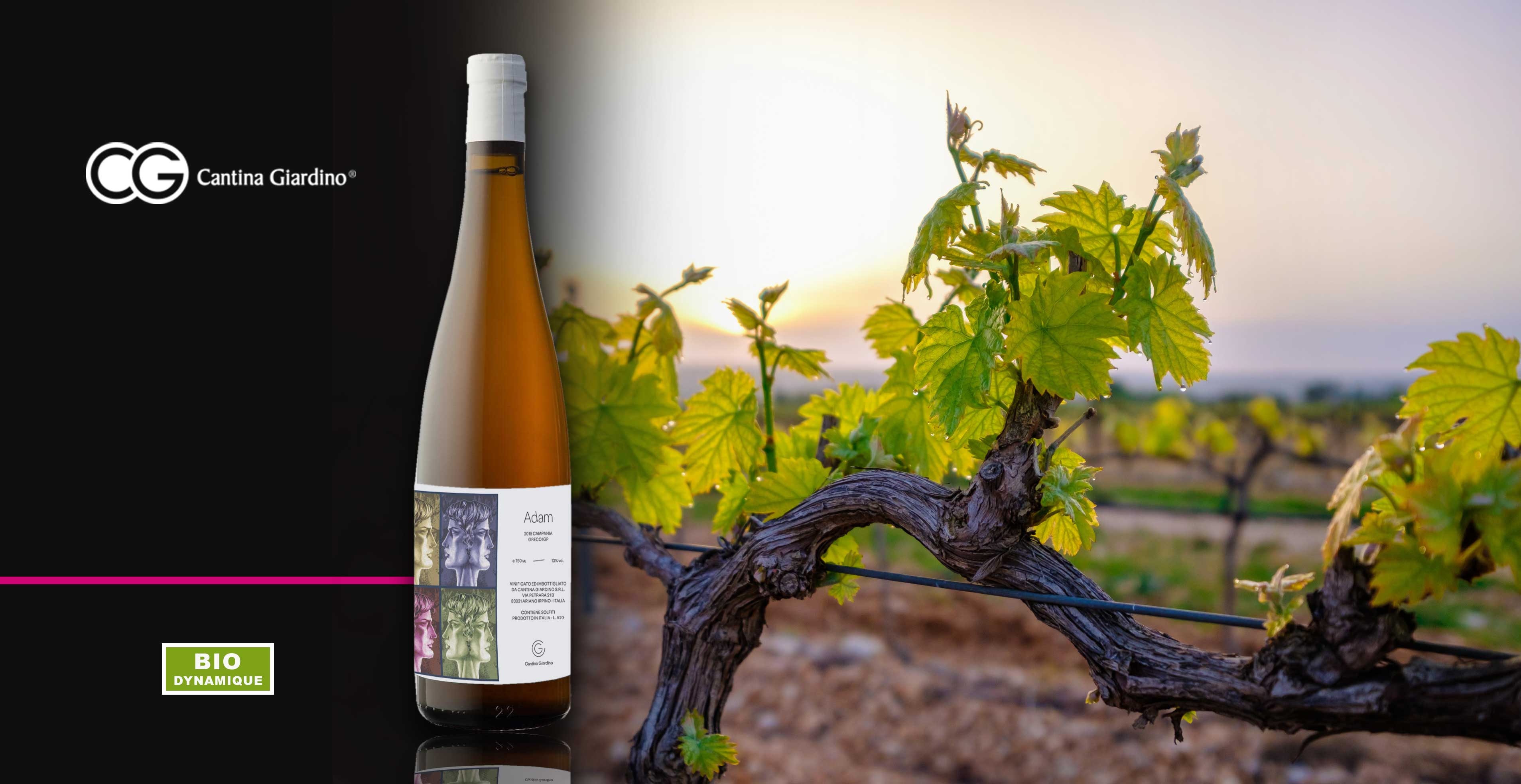 Vin blanc - Cantina Giardino - Adam