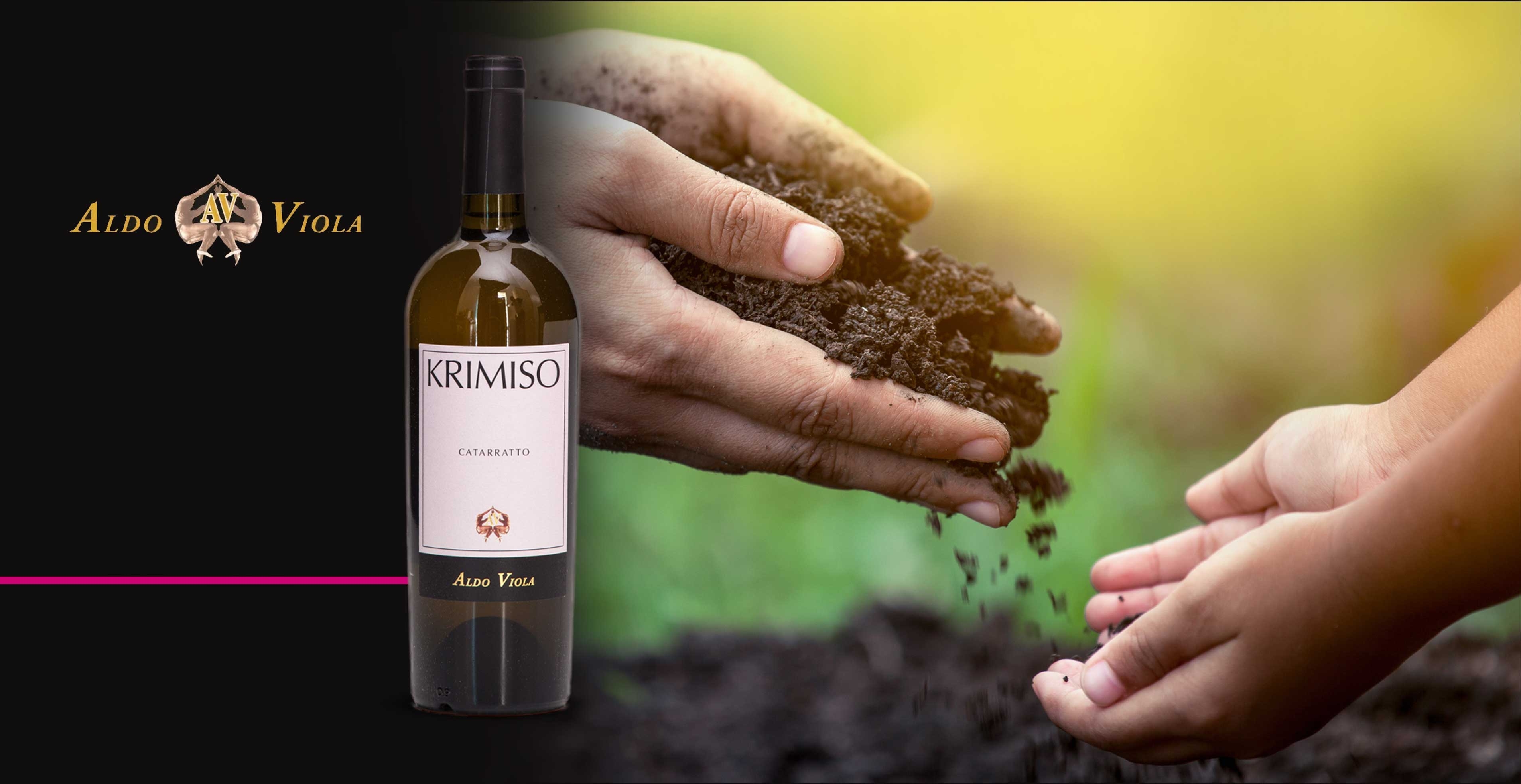 Vin blanc - Aldo Viola - Krimiso