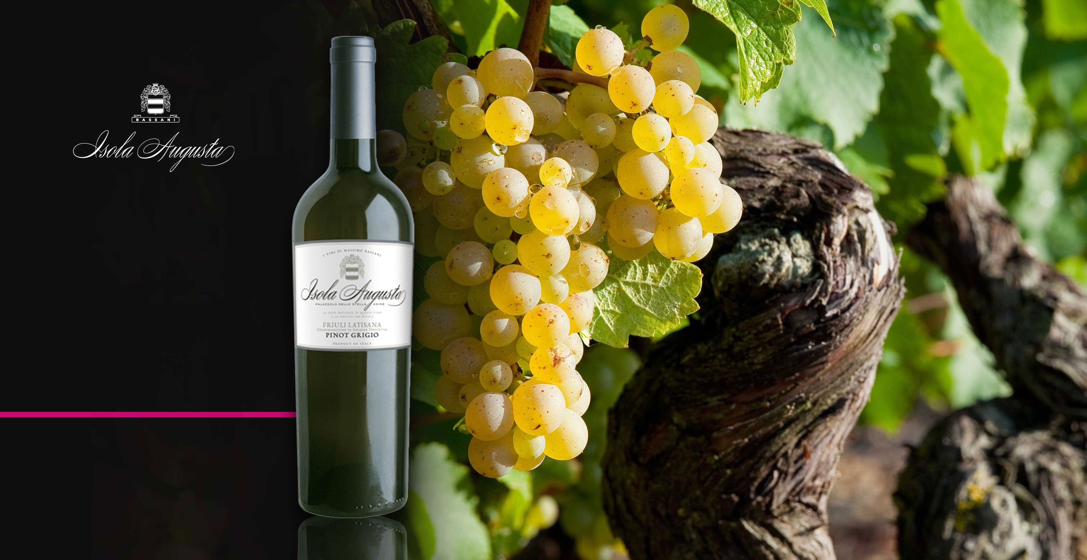 Vin blanc - Isola Augusta - Pinot Grigio