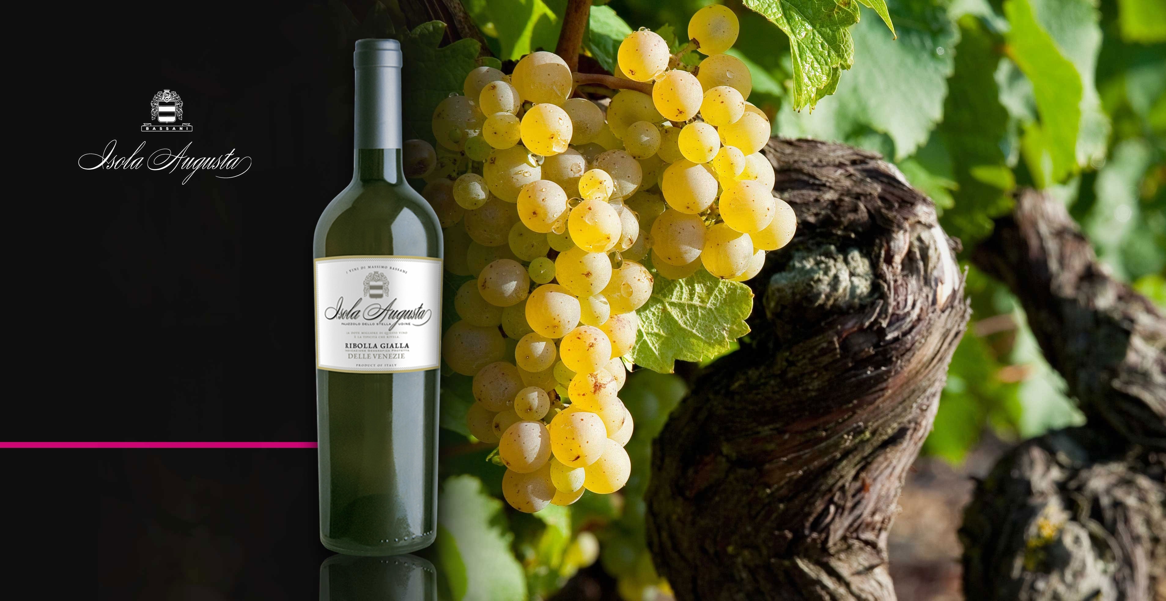 Vin blanc - Isola Augusta - Ribolla Gialla